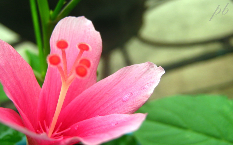 1080P, flowers, hd, pristine, flower