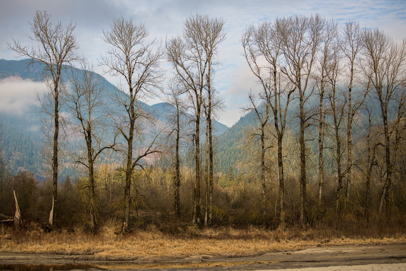 plant, tree, forest, non-urban scene, canada, branch, harrison mills, day, environment, british columbia, nobody, lonely, scenery, beauty in nature, dry