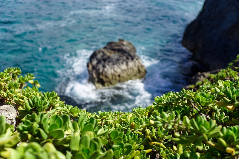sea, nature, water, ocean, seaside, coastal, outdoor, pristine, tranquility, solid, shore, bluff, vegetation, beach, blurred, plant, wild, scenics - nature