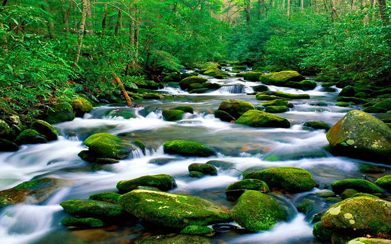  mountain, nature, hd, riverbed, dense, forest, rock, moss, green, landscape, 1080P, beautiful, vegetation, river, untouched, pristine