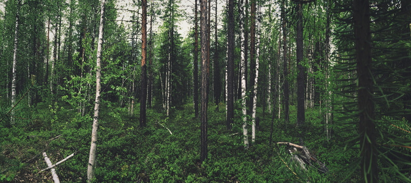 non-urban scene, leafed, retro filter forest pic, remote, vegetation, landscape, retro filter forest picture, birch, no people, jungle, flora, scenics - nature