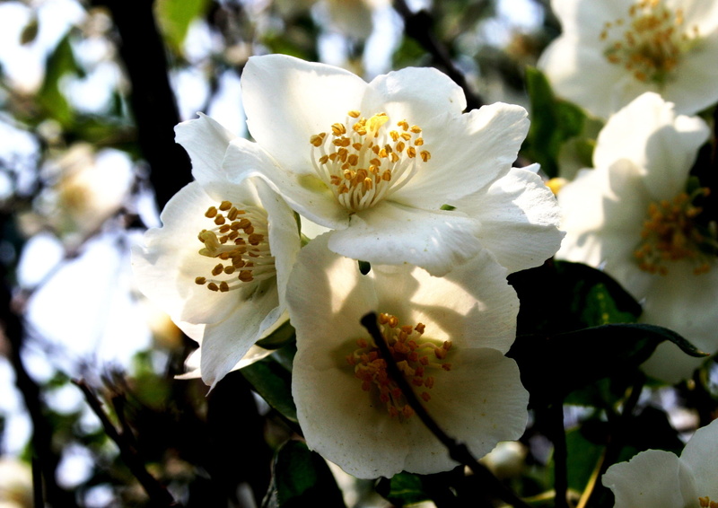 white, pollen, growth, tree, day, stamen, dainty, close-up, flower, plant, spring, detail, blossoms, petal, pure, vulnerability, 2K, yellow, freshness