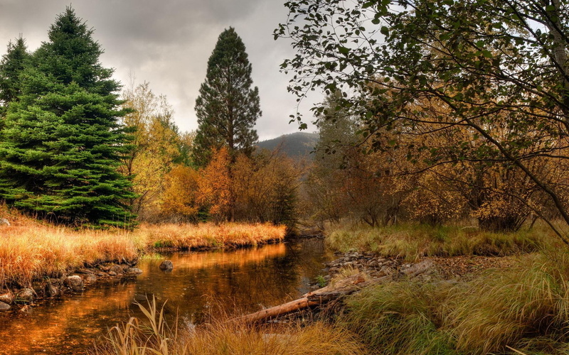 logs, rusty, nature and landscapes, 1080P, stream, grass, lovely, trees