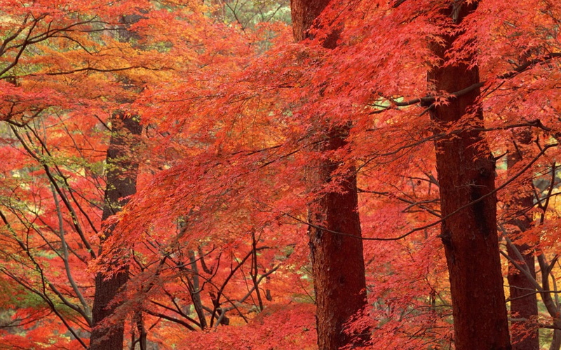 nature and landscapes, 1080P, nature, tree, rusty, leaf, forest