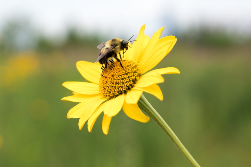 plant, animal themes, bumblebee, animal wildlife, freshness, beauty in nature, 4K, vulnerability, pollen, fragility, invertebrate, animals in the wild