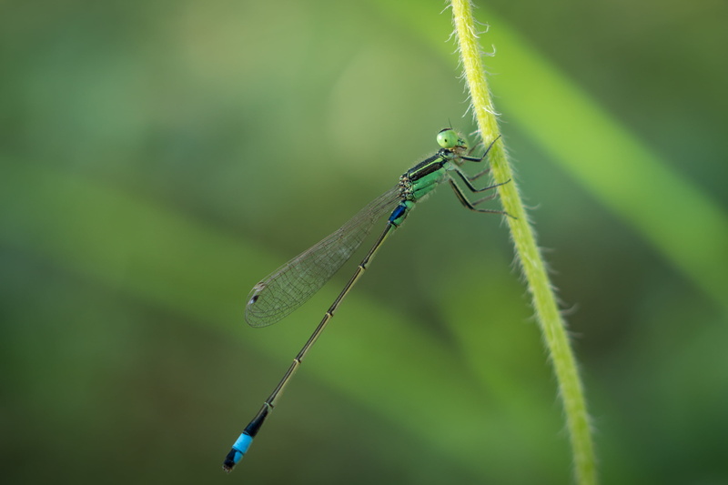 macro photography, photography, animal, Damselfly, Extension Tube, green Color, macro, stem  Extension, dragonfly, stem, Insect, outdoors, nature, close-up