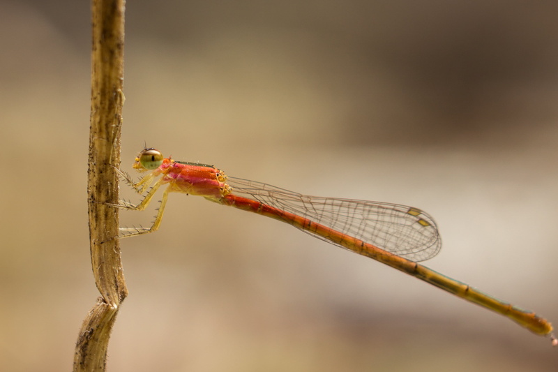 Extension Tube, Outdoor, Odonata, sel50f18, perching, animal, close up, close-up, stem, dragonfly, insect, wildlife, 2K, macro, nature, brown, orange