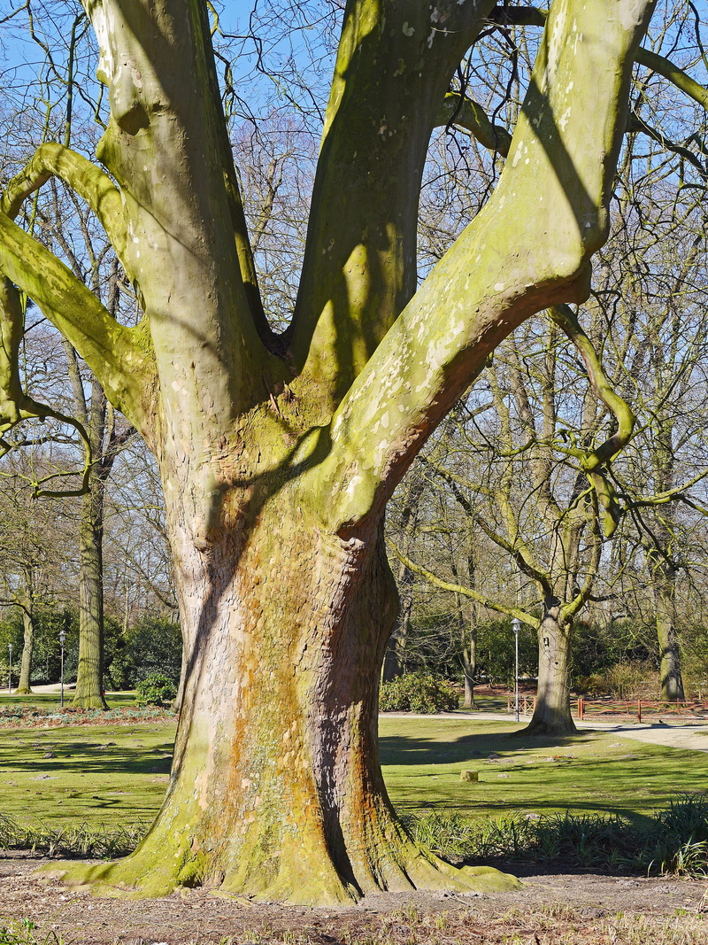 branch, outdoors, landscape, day, tree trunk, beauty in nature, green color, schlossgarten, plant, castle park, land, nature, field, tranquility, tree