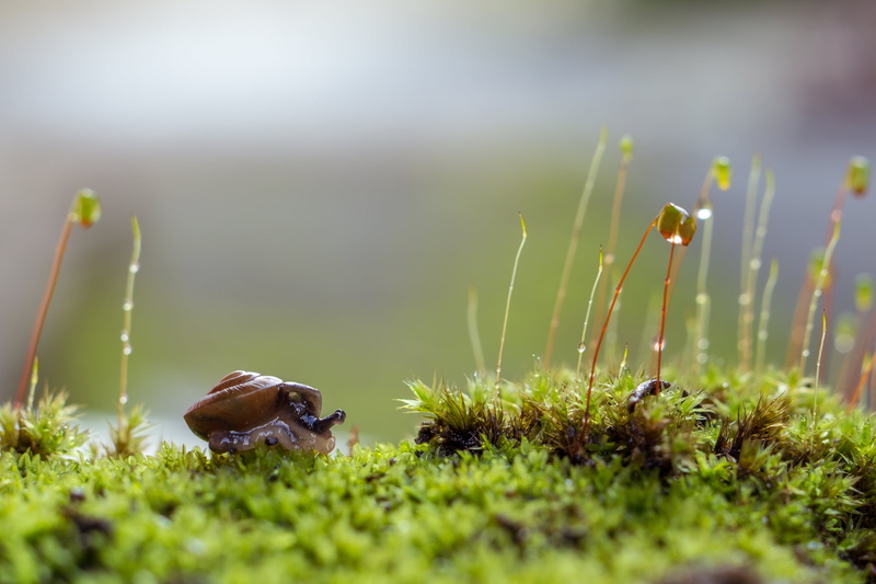 Sony A6000, 16mm, photography, extension tube, snail, closeup photography, sel50f18, Outdoor, animal planet, 2K, macro, moss  green, nail, closeup, Long journey