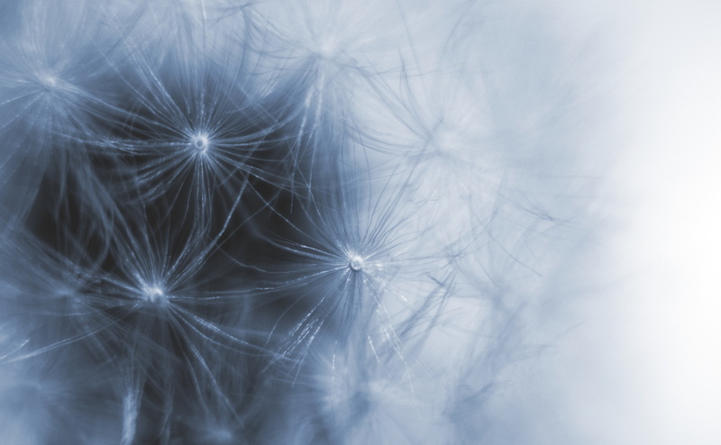 beauty in nature, 4K, plant, full frame, extreme close-up, nature, fragility, flower, Macro, Dandelion, no people, softness, selective focus, vulnerability