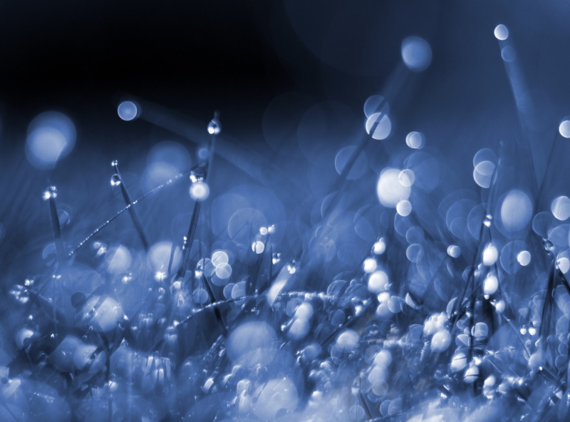 Macro, Grass, conversion, Bokeh, sparkle, Aero, 2K, blue, 50mm, cyanotype