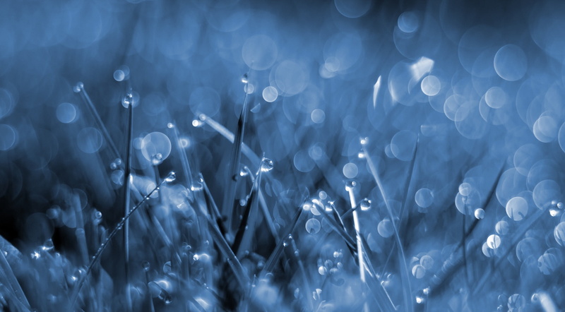 freshness, vulnerability, cyanotype, pattern, full frame, refraction, defocused, fragility, Aero, close-up, no people, fog, beauty in nature, abstract
