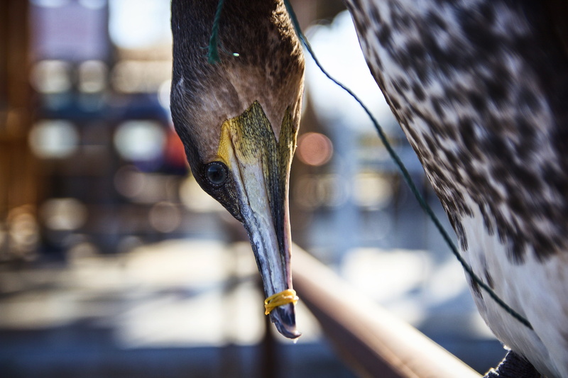 selective focus, 5K, animal wildlife, animal, vertebrate, animal head, outdoors, animal themes, beak, drop, no people, focus on foreground, animal mouth