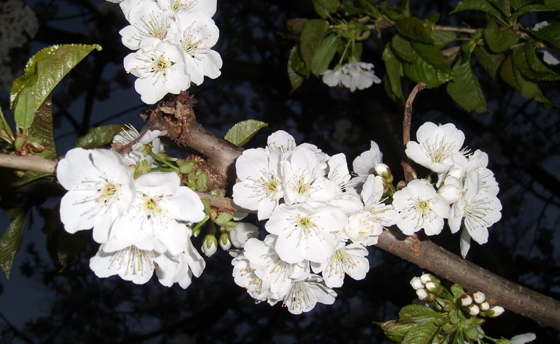 white color, inflorescence, beauty In Nature, 1080P, leaf, season, cherry tree, no people, springtime, vulnerability, tree, spring, white, growth, branch