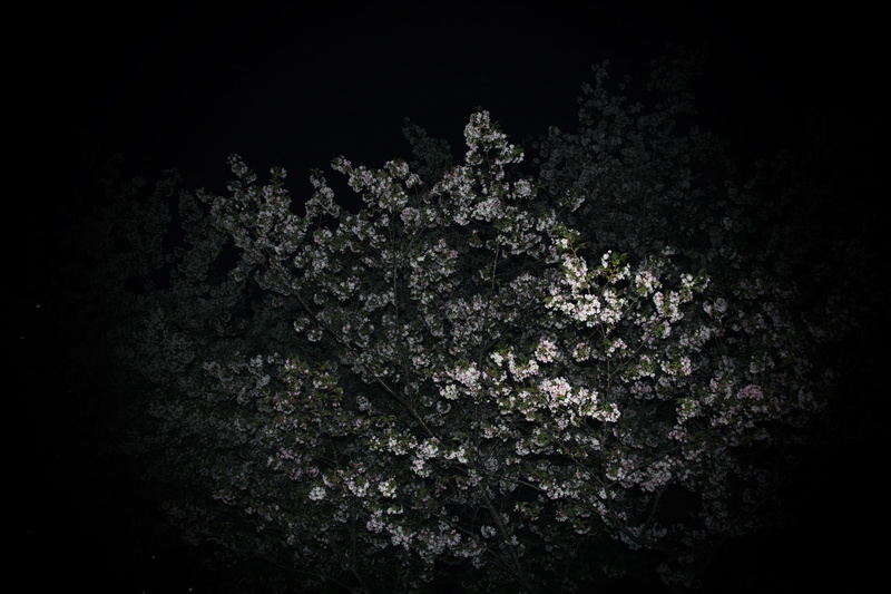 beauty in nature, night, photography, closeup, no people, vulnerability, tree, healthcare and medicine, plant, spring, leaves, studio shot, foliage, april