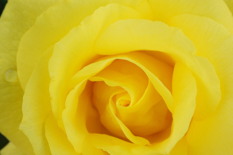 Simple, manuelle, 4K, Art, flower, BW, Deutschland, Explore, beauty In Nature, Nex, yellow Rose, Shades of Yellow, genuine, single Flower, Oktober, Bloom