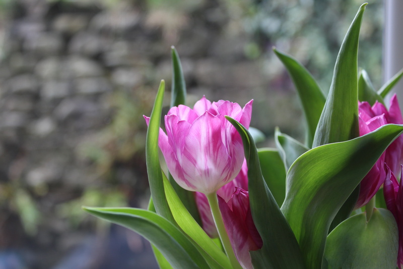 petaled, no people, springtime, close-up, green, bouquet, crocus, leaf, flowering plant, bloom, plant, tulip, natural, focus on foreground, flowers, freshness