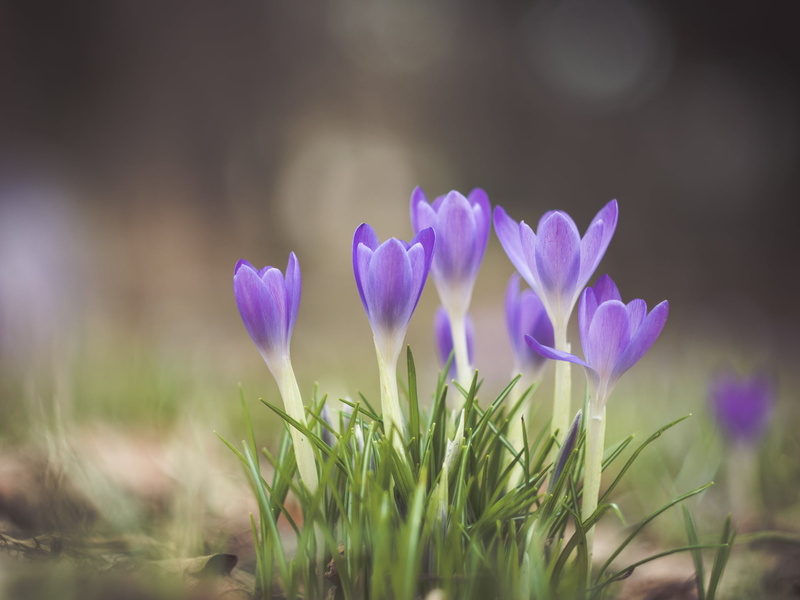 summer, flower, Crocus, daytime, Panasonic Lumix GX8, croci, Spring is here, available light, Peach, Micro 4/3, close-up, outdoors, for real, bokeh, dof