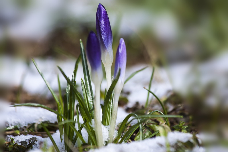 growth, spring crocus, macro, beauty In Nature, winter, springtime, blossom, flora, iris, vulnerability, crocus, fragility, flower, 4K, schwertliliengewaechs