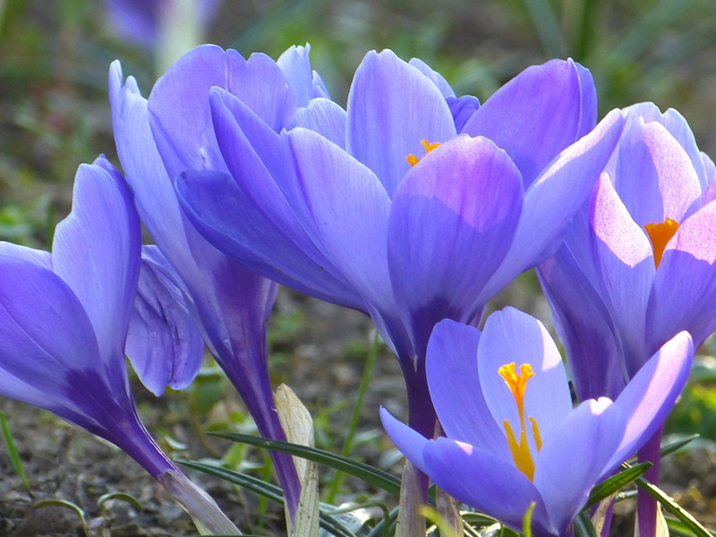 freshness, flower Head, Spring, 4K, day, spring flower, growth, summer, Bloom, vulnerability, no people, Crocus, springtime, fragility, beauty In Nature