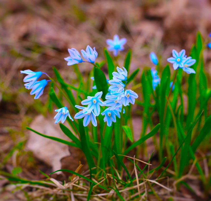 flower Head, Flower, focus on foreground, outdoors, Spring, flower, closeup, 2K, no people, flowering plant, selective focus, green Color, selective, petaled