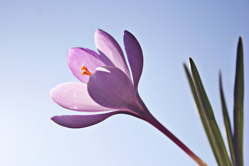 blossom, petaled, beauty In Nature, flower Head, botany, growth, close-up, crocus, flower, pollen, closeup, inflorescence, softness, flowers, spring, springtime