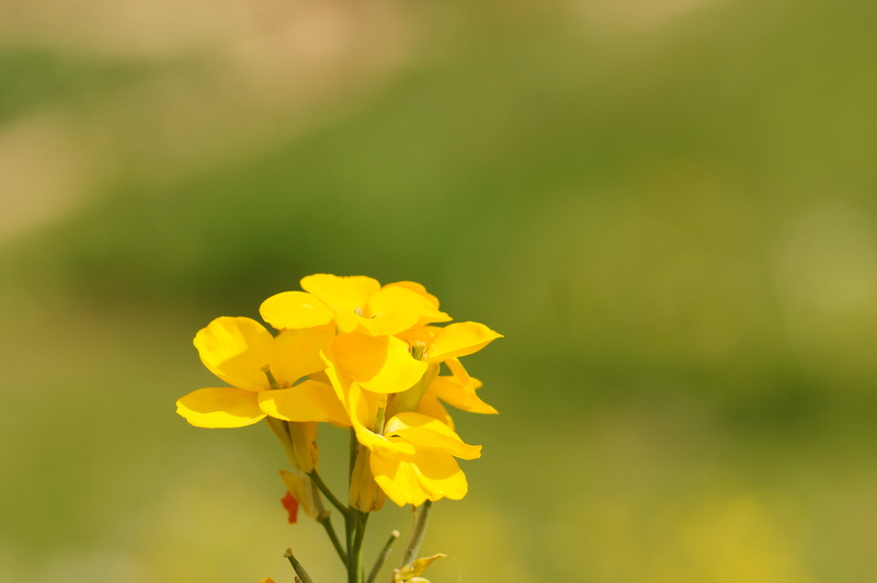 shallow focus, Erysimum Cheiri, plant, manual, Europa, flower, cheiri, focal  length, MACRO, Sony  Alpha, flowers, shallow, Germany, Light, Nex-5N, Yellow  green