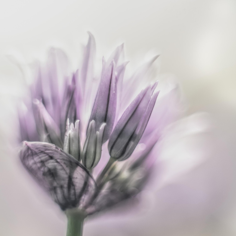light, bloom, Une, springtime, beauty In Nature, purple, petal, photography, close-up, Nikon D750, soft, fleur, single Flower, flower Head, plaisir, petites