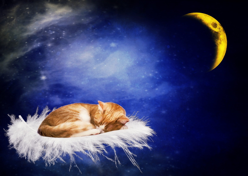 sky, Sleep, Good Night, domestic animals, vertebrate, pets, background, animal themes, cute, adidas, animal, Moon, feline, domestic cat, no people, nature