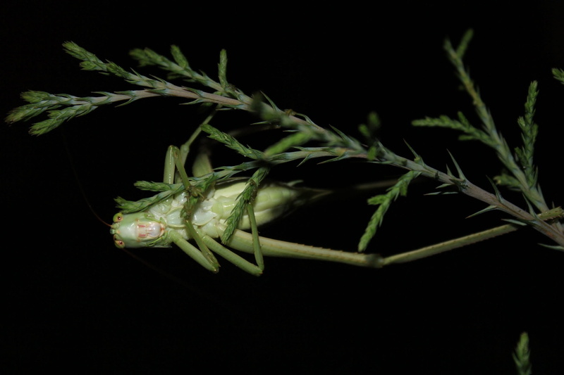 macro, invertebrate, Spring, madrid, animal body part, peaceful, black Background, praying mantis, leaves, animal wildlife, garden, color, close-up, hope
