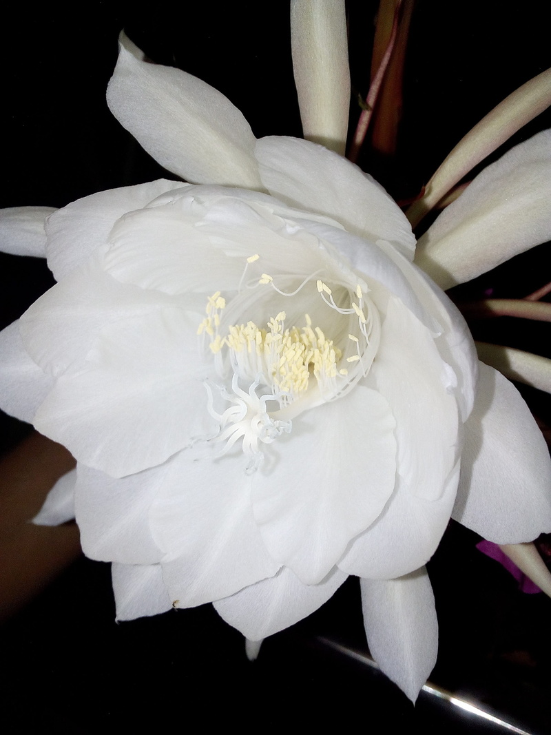 bouquet, red, natural, love, night queen, botany, flower head, decorative, mother, close-up, peony, Abstract, Flower, indoors, white, garden, tropical