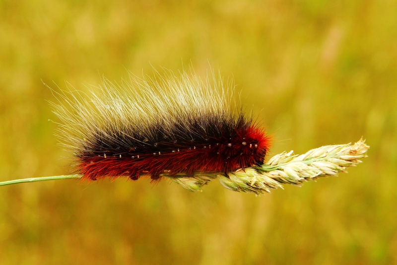 blade of grass, animal themes, lawn, butterfly night, outdoors, closeup, no people, flowering plant, flower, alive, caterpillar, day, animals in the wild