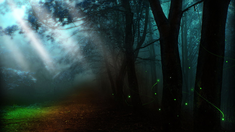 spooky, star, no people, summer, clear, scenery, clouds, bright, horizon, woodland, sun, tree trunk, night, fantasy, nature, dark, space, peace