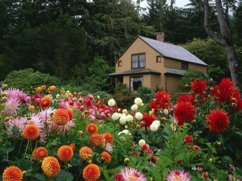 wooden, outdoors, flowers, botany, day, photography, built structure, nature, growth, house, tree, architecture, flowerbed, multi Colored, building exterior