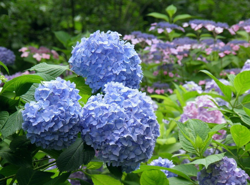 blue, bushes, flower, green Color, botany, park, blossom, formal Garden, beauty In Nature, flower Head, pink Color, petal, growth, springtime, backgrounds