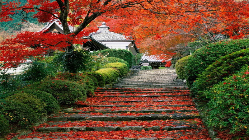 garden, Japan, 1080P, landscape, cherry trees, fall, leaves, stairs