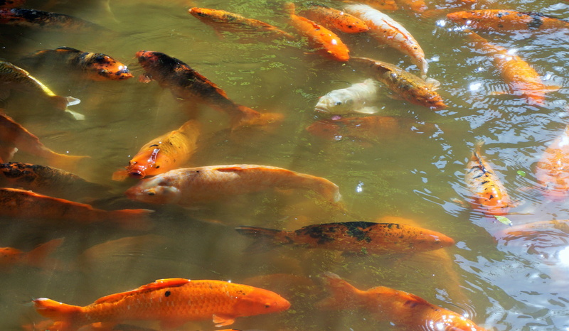 school of fish, outdoors, water, The Byodo-In Temple, carp, koi carp, travel vacation, pond, fish, animal, oahu, koi, hawaii, travel, animal themes, temple