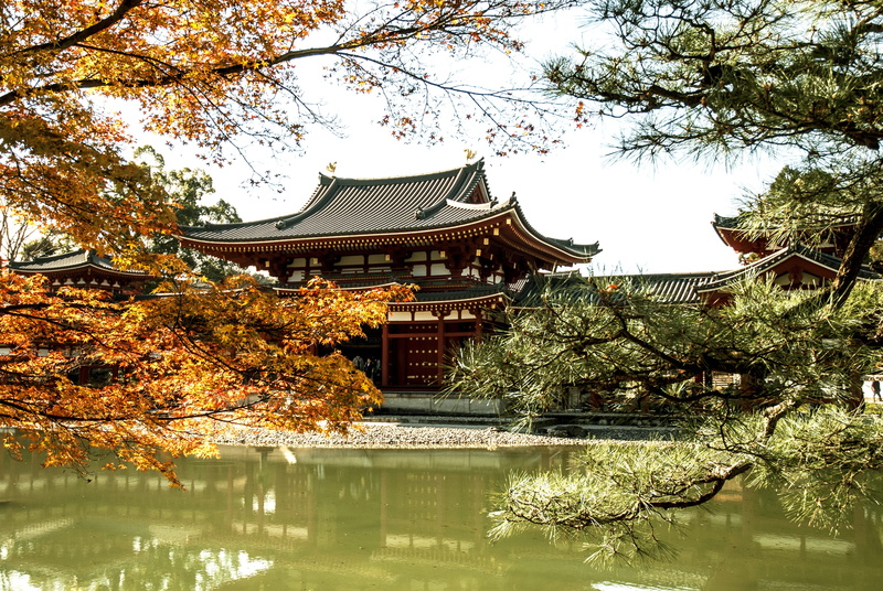 Fall, day, outdoors, autumn, growth, Kyoto, place of worship, Japan, building exterior, Uji, belief, religion, nature, reflection, lake, 4K, plant, Ancient