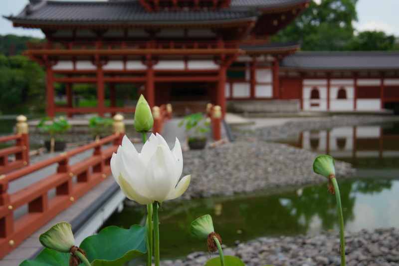spirituality, temple, plant, no people, focus on foreground, freshness, place of worship, 5K, kyoto, building exterior, flower head, flowering plant, day