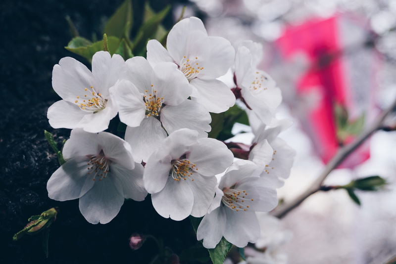 springtime, nakameguro, white, tree, bunch of flowers, cherry blossom, flower head, no people, flowering plant, spring, flower, outdoors, close-up, day
