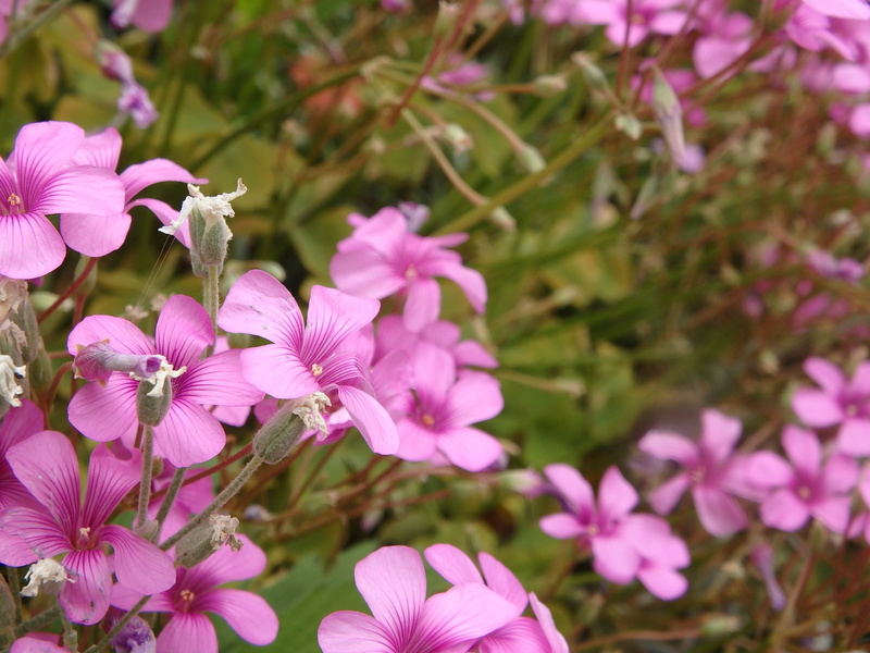 freshness, natural, flower, nature, no people, focus on foreground, pink color, bokeh, meguro, inflorescence, flowers, flora, vulnerability, 2K, close-up