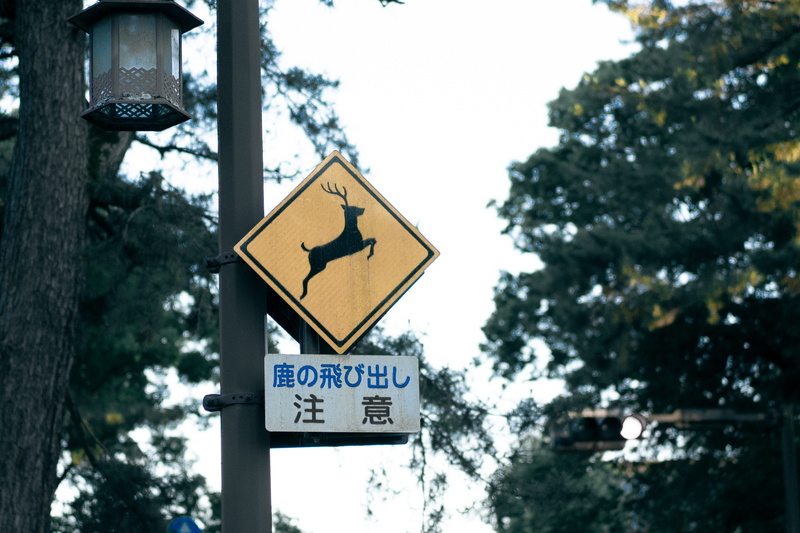 guidance, tree, nara prefecture, arrow symbol, built structure, road, warning sign, plant, symbol, nara, low angle view, nature, japan, no people, outdoors