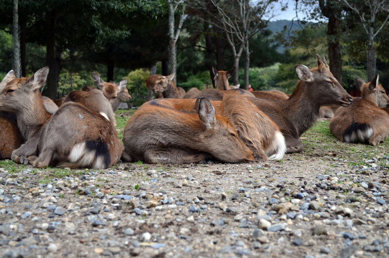 day, 4K, selective focus, nara prefecture, relaxation, wild, animals in the wild, vertebrate, no people, three animals, group of animals, land, relaxed