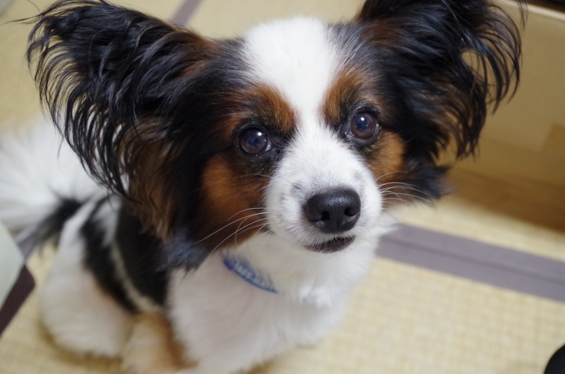 portrait, tatami mats, indoors, domestic, focus on foreground, close-up, japanese-style room, small, animal eye, whisker, canine, animal themes, lap dog
