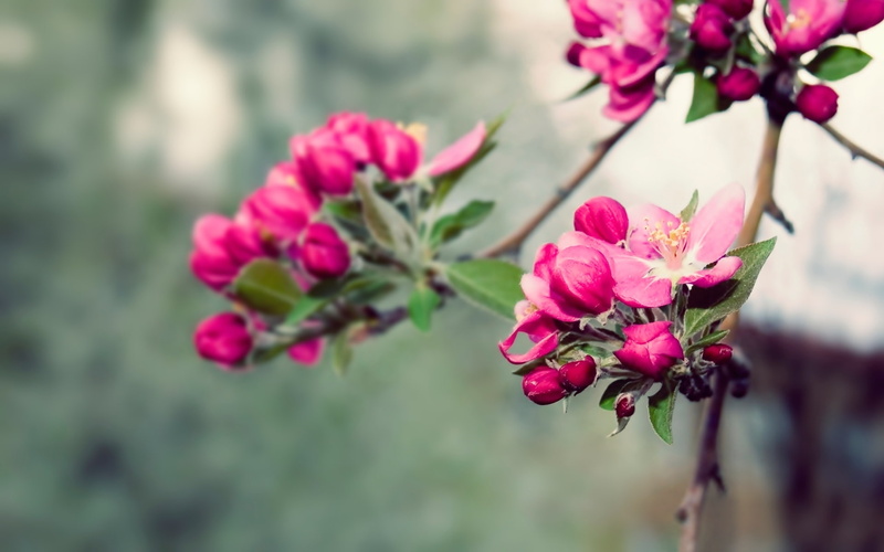 pink, beauty, tree, white, hd, flower, garden, branches, 1080P, blossom, petal, spring, beautiful, nature