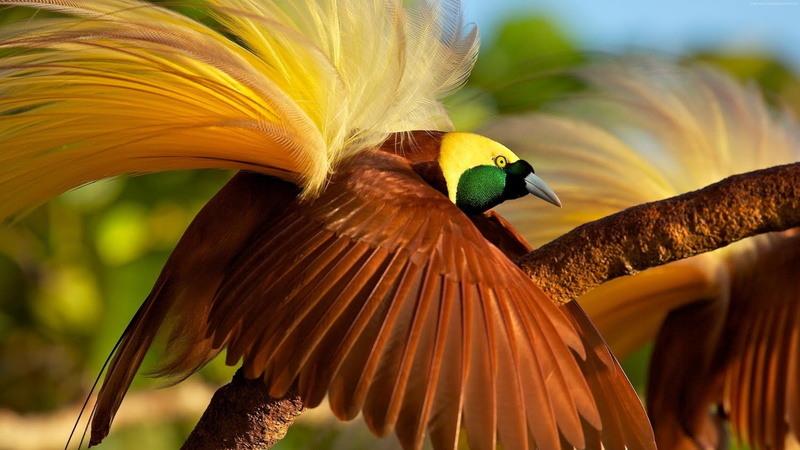 4k, bird of paradise, 4K, bird
