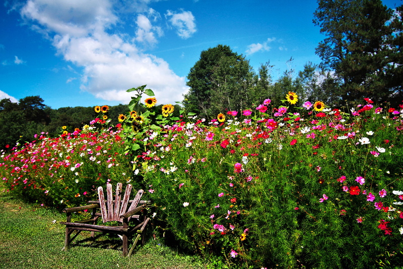 pink, flowers, 4K, chair, sunflower, trees, roses, garden, kosmeya, grass, shrubs