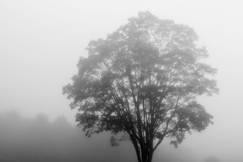 beauty in nature, mystical, fuji, tree, low angle view, mystic, outdoors, growth, scenics - nature, idyllic, isolated, copy space, fujinomiya-shi, fog