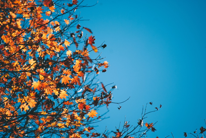 growth, orange leaves, leaf, plant, nature, branch, leaves, blue sky, 4K, autumn, red leaves, plant part, maple, orange color, sky, beauty in nature, trees