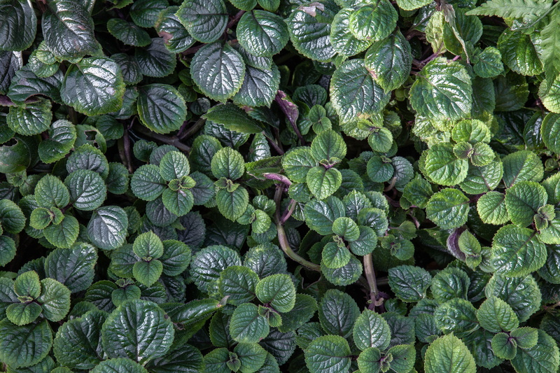 backgrounds, plant part, outdoors, 5K, gardening, australia, plant, no people, healthy eating, leaf, high angle view, wellbeing, directly above, east melbourne